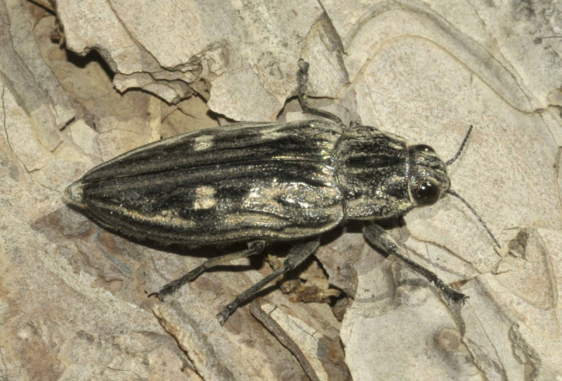Buprestidae: Chalcophora cfr. intermedia